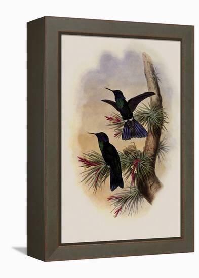 Guiana Violet-Ear, Petasophora Germana-John Gould-Framed Premier Image Canvas