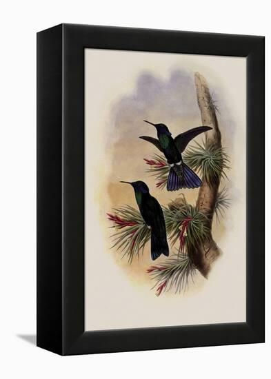 Guiana Violet-Ear, Petasophora Germana-John Gould-Framed Premier Image Canvas