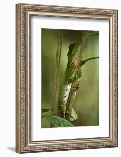 Guichenot's Dwarf Iguana, Yasuni NP, Amazon Rainforest, Ecuador-Pete Oxford-Framed Photographic Print