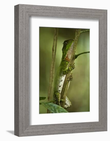 Guichenot's Dwarf Iguana, Yasuni NP, Amazon Rainforest, Ecuador-Pete Oxford-Framed Photographic Print