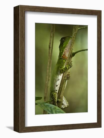 Guichenot's Dwarf Iguana, Yasuni NP, Amazon Rainforest, Ecuador-Pete Oxford-Framed Photographic Print