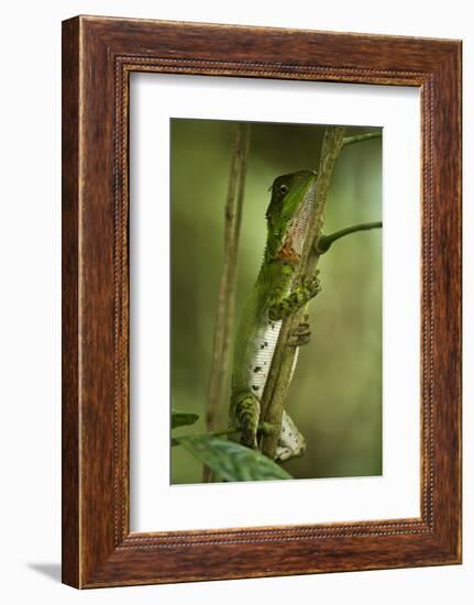 Guichenot's Dwarf Iguana, Yasuni NP, Amazon Rainforest, Ecuador-Pete Oxford-Framed Photographic Print