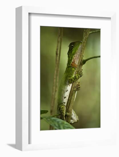 Guichenot's Dwarf Iguana, Yasuni NP, Amazon Rainforest, Ecuador-Pete Oxford-Framed Photographic Print