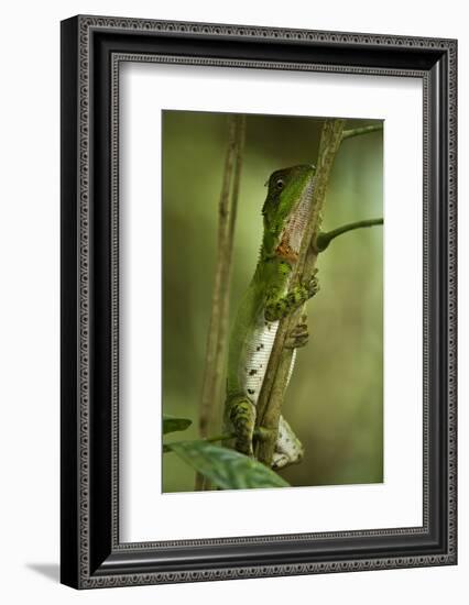 Guichenot's Dwarf Iguana, Yasuni NP, Amazon Rainforest, Ecuador-Pete Oxford-Framed Photographic Print