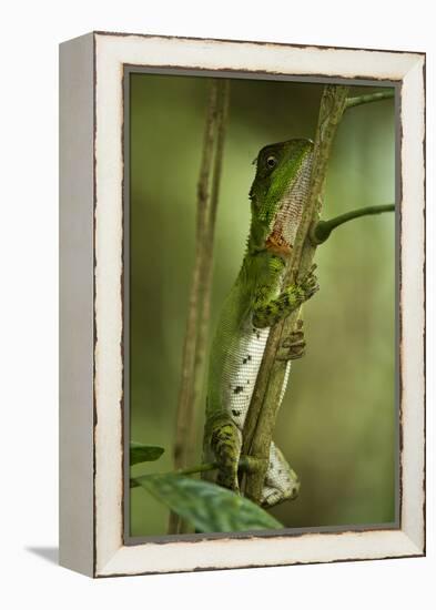 Guichenot's Dwarf Iguana, Yasuni NP, Amazon Rainforest, Ecuador-Pete Oxford-Framed Premier Image Canvas