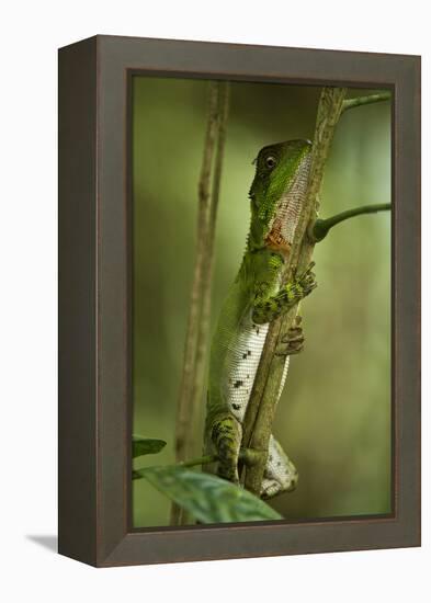 Guichenot's Dwarf Iguana, Yasuni NP, Amazon Rainforest, Ecuador-Pete Oxford-Framed Premier Image Canvas