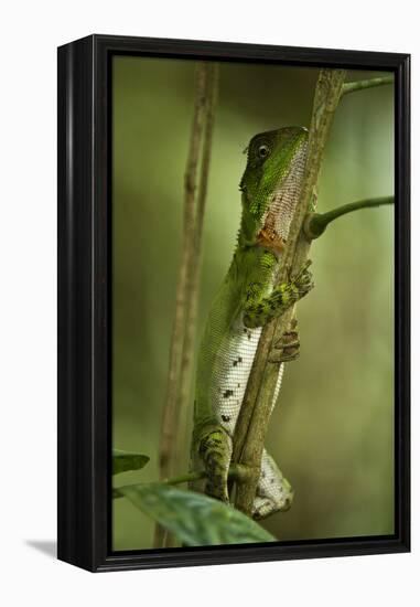 Guichenot's Dwarf Iguana, Yasuni NP, Amazon Rainforest, Ecuador-Pete Oxford-Framed Premier Image Canvas