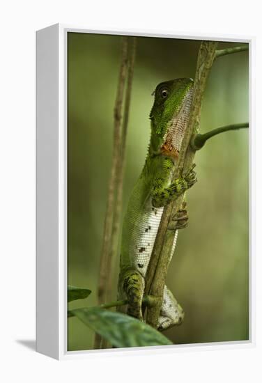 Guichenot's Dwarf Iguana, Yasuni NP, Amazon Rainforest, Ecuador-Pete Oxford-Framed Premier Image Canvas