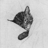 Sleep Like a Kitten-Guido Gruenwald-Giclee Print