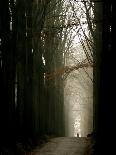 Foggy Path with Trees-Guillaume Carels-Laminated Photographic Print