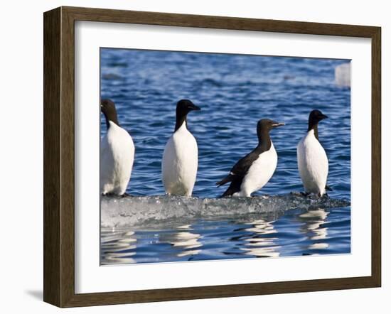 Guillemots on Ice in Lomfjorden Svalbard Archipelago, Norway, Scandinavia, Europe-Nico Tondini-Framed Photographic Print