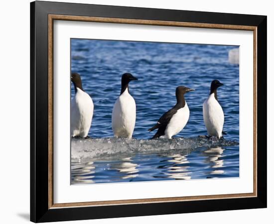 Guillemots on Ice in Lomfjorden Svalbard Archipelago, Norway, Scandinavia, Europe-Nico Tondini-Framed Photographic Print