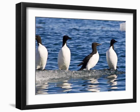 Guillemots on Ice in Lomfjorden Svalbard Archipelago, Norway, Scandinavia, Europe-Nico Tondini-Framed Photographic Print