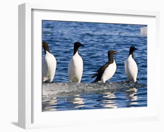 Guillemots on Ice in Lomfjorden Svalbard Archipelago, Norway, Scandinavia, Europe-Nico Tondini-Framed Photographic Print