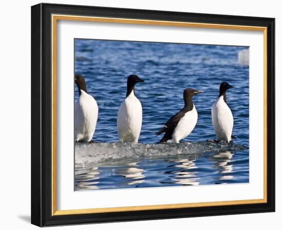 Guillemots on Ice in Lomfjorden Svalbard Archipelago, Norway, Scandinavia, Europe-Nico Tondini-Framed Photographic Print