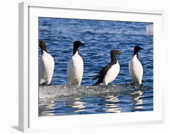 Guillemots on Ice in Lomfjorden Svalbard Archipelago, Norway, Scandinavia, Europe-Nico Tondini-Framed Photographic Print