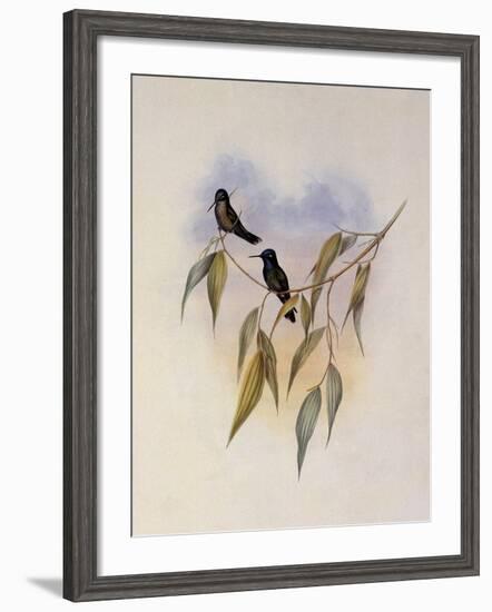 Guimet's Flutterer, Klais Guimeti-John Gould-Framed Giclee Print