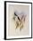 Guimet's Flutterer, Klais Guimeti-John Gould-Framed Giclee Print