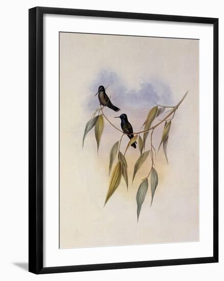 Guimet's Flutterer, Klais Guimeti-John Gould-Framed Giclee Print