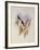 Guimet's Flutterer, Klais Guimeti-John Gould-Framed Giclee Print