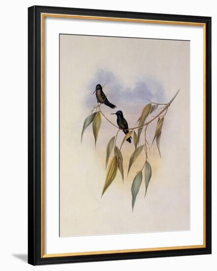 Guimet's Flutterer, Klais Guimeti-John Gould-Framed Giclee Print