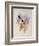 Guimet's Flutterer, Klais Guimeti-John Gould-Framed Giclee Print