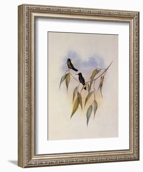 Guimet's Flutterer, Klais Guimeti-John Gould-Framed Giclee Print