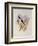 Guimet's Flutterer, Klais Guimeti-John Gould-Framed Giclee Print