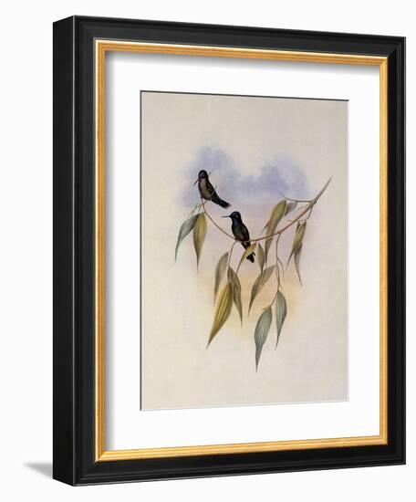 Guimet's Flutterer, Klais Guimeti-John Gould-Framed Giclee Print