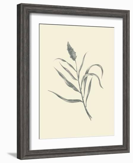 Guinea Corn-Maria Mendez-Framed Art Print