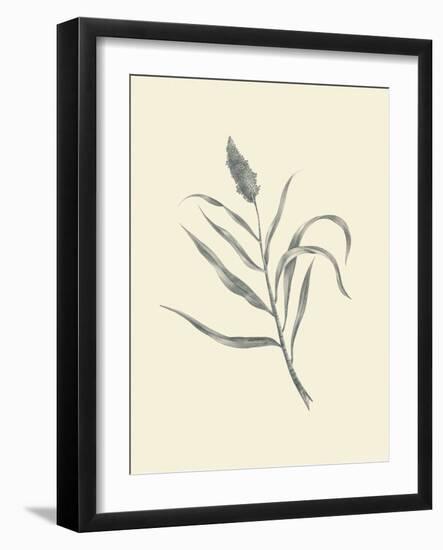 Guinea Corn-Maria Mendez-Framed Art Print