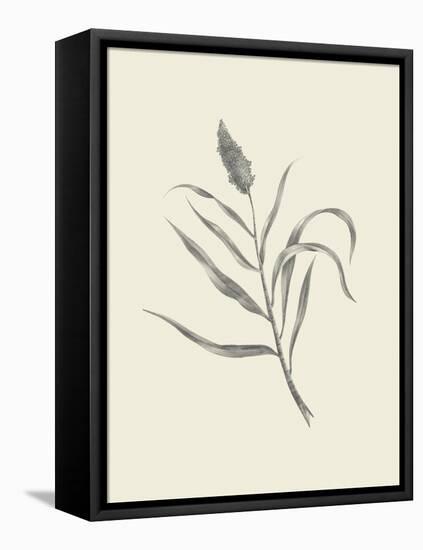 Guinea Corn-Maria Mendez-Framed Stretched Canvas