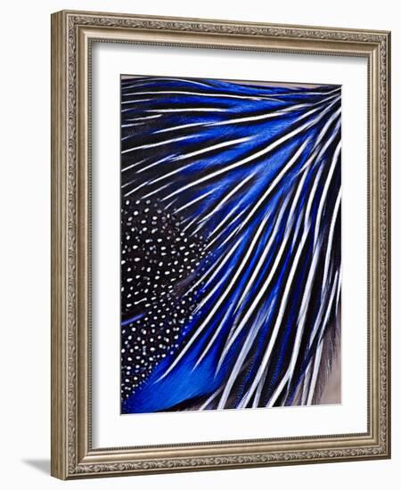 Guinea Fowl-Panoramic Images-Framed Photographic Print