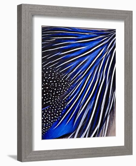 Guinea Fowl-Panoramic Images-Framed Photographic Print