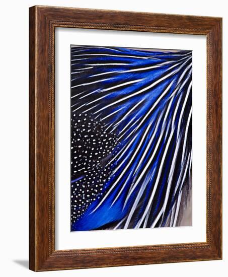 Guinea Fowl-Panoramic Images-Framed Photographic Print