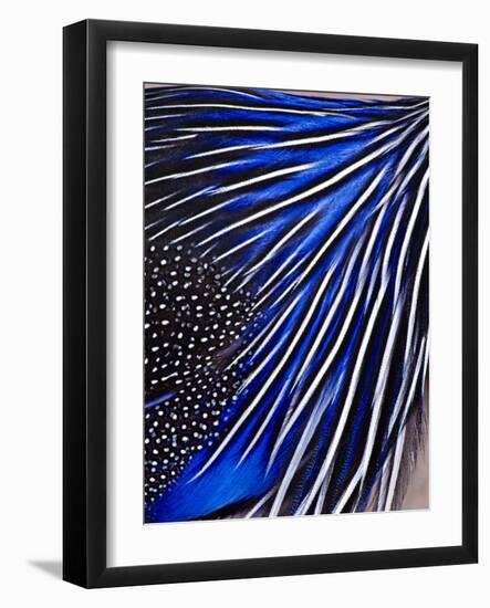 Guinea Fowl-Panoramic Images-Framed Photographic Print