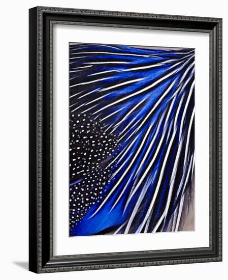 Guinea Fowl-Panoramic Images-Framed Photographic Print