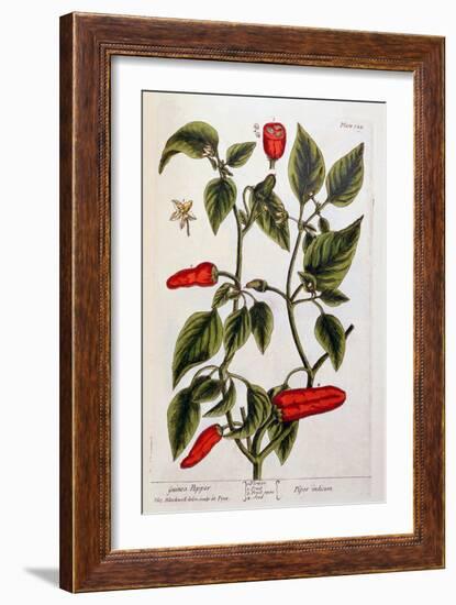 Guinea Pepper, Plate 129 from 'A Curious Herbal', Published 1782-Elizabeth Blackwell-Framed Giclee Print