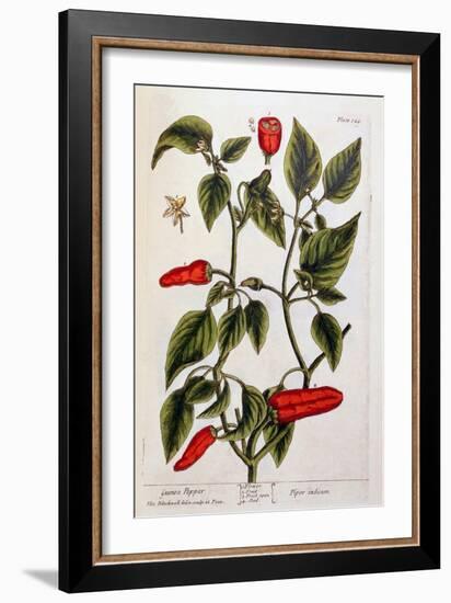 Guinea Pepper, Plate 129 from 'A Curious Herbal', Published 1782-Elizabeth Blackwell-Framed Giclee Print