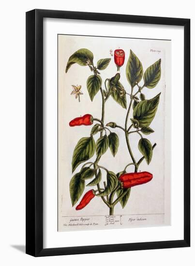 Guinea Pepper, Plate 129 from 'A Curious Herbal', Published 1782-Elizabeth Blackwell-Framed Giclee Print