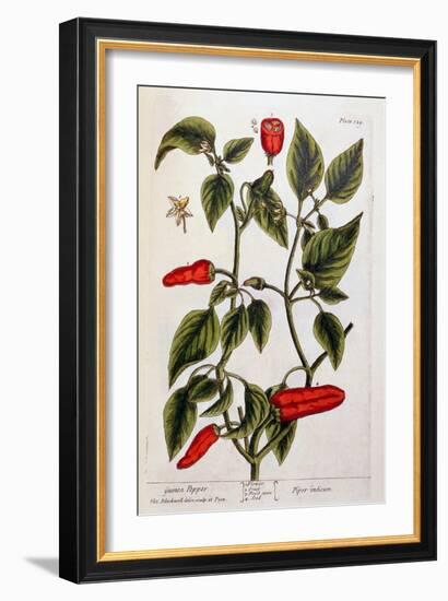 Guinea Pepper, Plate 129 from 'A Curious Herbal', Published 1782-Elizabeth Blackwell-Framed Giclee Print