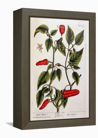 Guinea Pepper, Plate 129 from 'A Curious Herbal', Published 1782-Elizabeth Blackwell-Framed Premier Image Canvas
