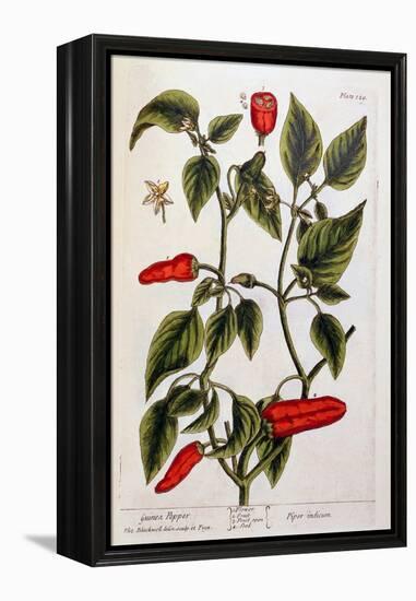 Guinea Pepper, Plate 129 from 'A Curious Herbal', Published 1782-Elizabeth Blackwell-Framed Premier Image Canvas