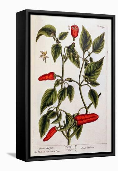 Guinea Pepper, Plate 129 from 'A Curious Herbal', Published 1782-Elizabeth Blackwell-Framed Premier Image Canvas