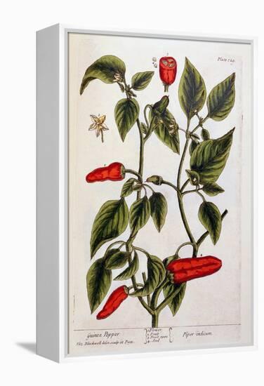 Guinea Pepper, Plate 129 from 'A Curious Herbal', Published 1782-Elizabeth Blackwell-Framed Premier Image Canvas