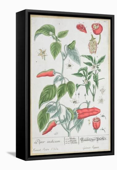 Guinea Pepper Plate 129 from the German Edition of "A Curious Herbal," Published in 1757-Elizabeth Blackwell-Framed Premier Image Canvas