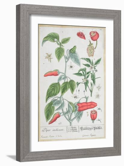 Guinea Pepper Plate 129 from the German Edition of "A Curious Herbal," Published in 1757-Elizabeth Blackwell-Framed Giclee Print