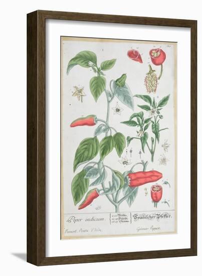 Guinea Pepper Plate 129 from the German Edition of "A Curious Herbal," Published in 1757-Elizabeth Blackwell-Framed Giclee Print