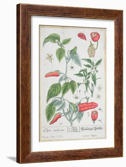 Guinea Pepper Plate 129 from the German Edition of "A Curious Herbal," Published in 1757-Elizabeth Blackwell-Framed Giclee Print