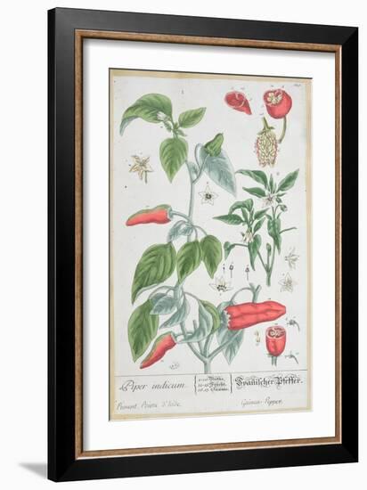 Guinea Pepper Plate 129 from the German Edition of "A Curious Herbal," Published in 1757-Elizabeth Blackwell-Framed Giclee Print